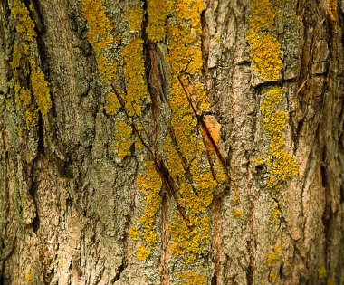 Hasarlı ağaç kabuğu dokusu ve ağaç çizikleri. Yakın plan.