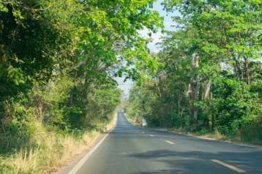 Green Forestry beside road, leaf was made tunnel while drive car
