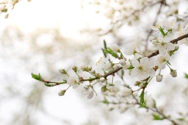 güzel narin kiraz çiçekleri, narin pastel renkler, düğün, kutlamalar, bahar