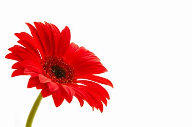 kırmızı gerbera çiçeği, kırmızı yaprakların makro fotoğrafı açık arkaplan, tasarım elementi, taç yaprağı dokusu