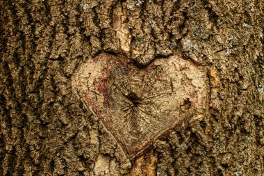 Eski bir ağacın kabuğuna oyulmuş bir kalp.