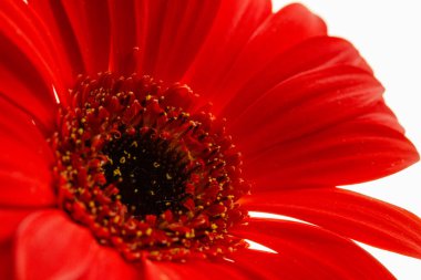 kırmızı gerbera, kırmızı yaprakların makro fotoğrafı açık arkaplanda, tasarım elementi