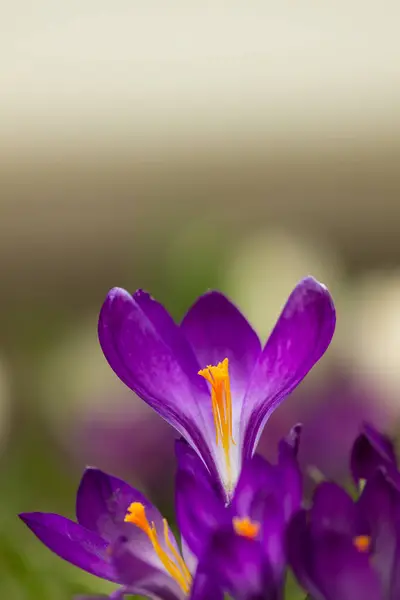 Sarı karamelli mor çiçek tohumu.