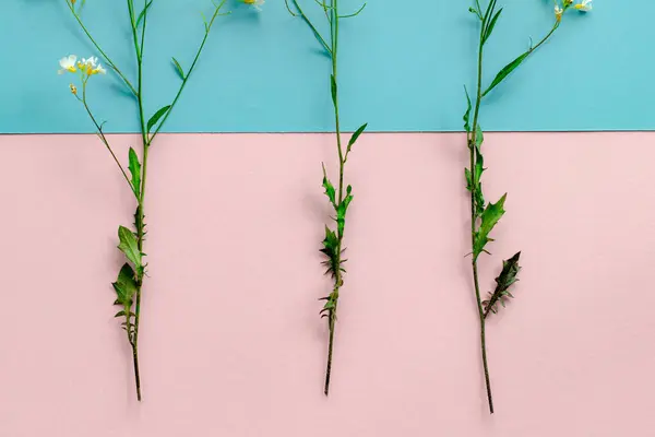 Mavi arka planda beyaz çiçekler, arka planda iki tonda küçük çiçekli yabani dikenler: pembe ve mavi, soyutlama, desen, tasarım unsuru, çayır çiçeği