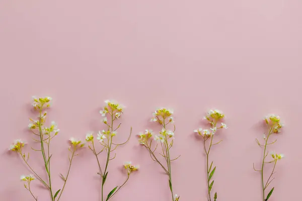 white flowers from the garden on a pink background, wildflower thorn with small flowers, abstraction, pattern, design element, meadow flowers