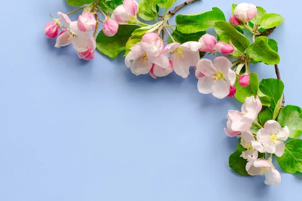 Bahar ağacı çiçekleri, bahar arkaplanı