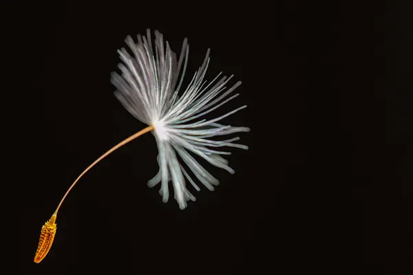 Karahindiba kabarıklığı siyah bir arkaplanda
