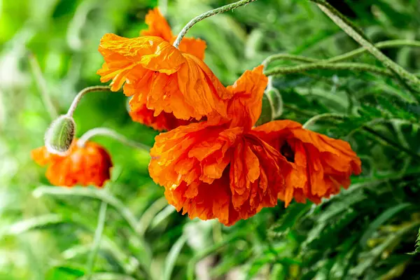 Haşhaş çiçeği yaklaş