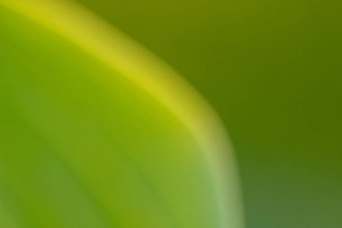 Soyut, bulanık yeşil yaprak arka planı. doğa yeşil arkaplan