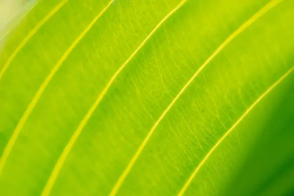Yeşil yaprak dokusu arkaplanının makro görüntüsü