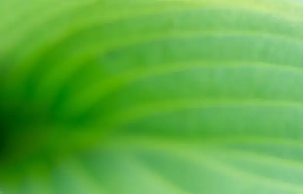 Yaprağın soyut arkaplanı, makro