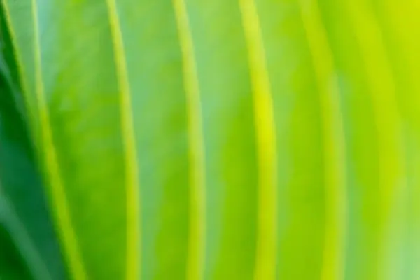 yeşil yaprak arkaplan, doğa yaprağı