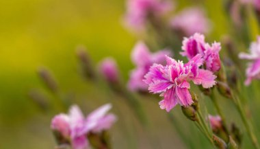 Bahçede güzel çiçekler, bulanık yeşil arka planda pembe karanfiller ve yazıtlar için yer.