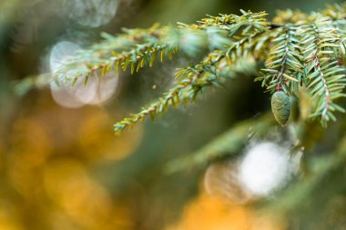 Külahlı bir ladin dalının güzel bir görüntüsü ve ışıklı ve çelenkli bulanık bir arka plan, yeni yıl ve Noel kartları için ideal, yazıtlar için alan