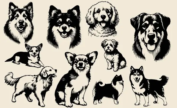 犬のベクターコレクション — ストックベクタ