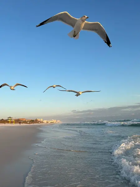 Meksika Körfezi 'nin üzerinde uçan martıların günbatımı gökyüzü geçmişi Miramar Sahili, Florida' da 