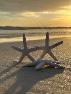 Sahilde denizyıldızı