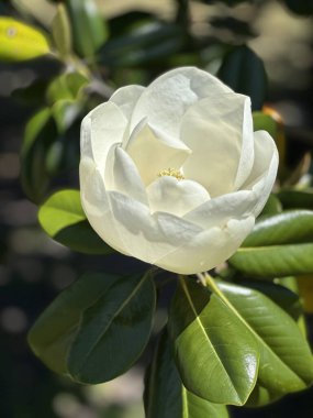 Büyük beyaz manolya ağacı çiçeği