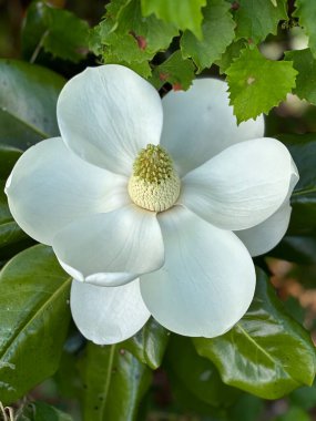 Büyük beyaz manolya ağacı çiçeği