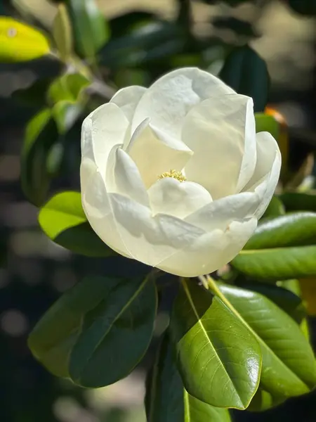 Büyük beyaz manolya ağacı çiçeği