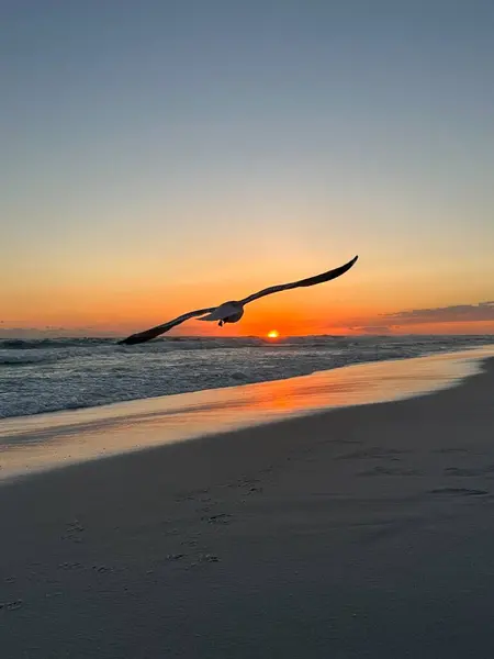 Destin, Florida plajı gün batımı Martı siluetiyle uçuyor 