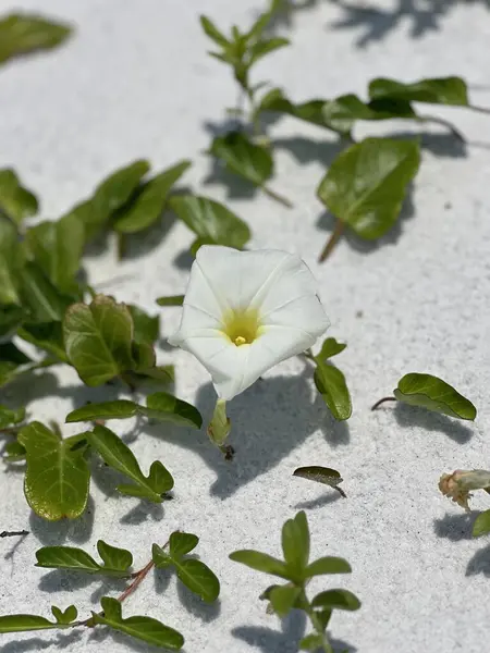 Beyaz kumsalda açan zafer çiçeği.