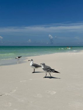 Meksika Körfezi manzaralı Zümrüt Sahili Florida sahilinde duran martılar 