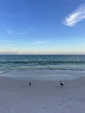 Meksika Körfezi kıyısında Miramar Sahili, Florida manzaralı sahilde duran iki martı. 