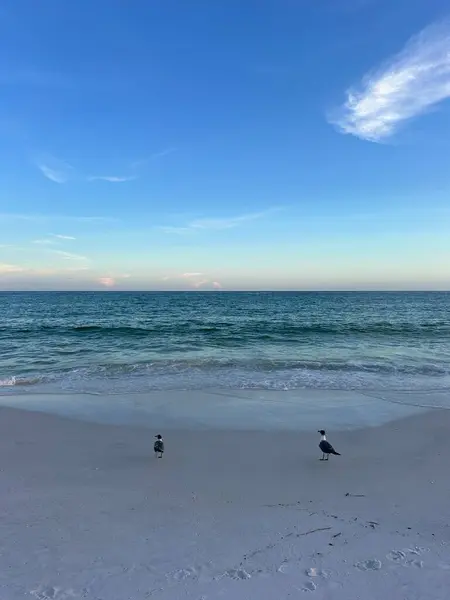 Meksika Körfezi kıyısında Miramar Sahili, Florida manzaralı sahilde duran iki martı. 