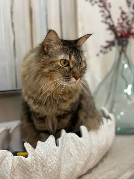 Büyük bir dekoratif kabukta tekir kedi ayarı