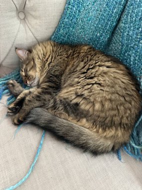 Tekir kedi bej rengi bir kanepede kıvrılmış, mavi bir battaniyeyle uyuyor. 