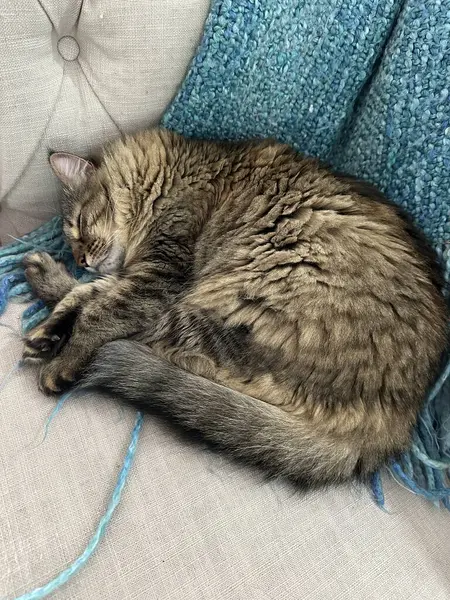 Tekir kedi bej rengi bir kanepede kıvrılmış, mavi bir battaniyeyle uyuyor. 