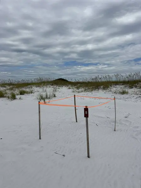 Topsail Eyalet Parkı 'ndaki korunan deniz kaplumbağası yuvası.