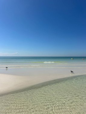 Meksika Körfezi Zümrüt Kıyısı Florida Kum yığını ve martılarla dolu berrak su 