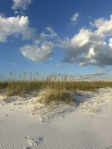 Destin Florida 'daki Henderson Beach Eyalet Parkı' nda yulaflı beyaz kum tepeleri. 