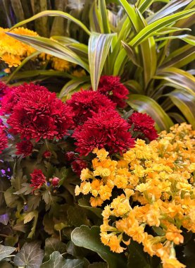 Bahçede yeşil bitkilerle dolu renkli sonbahar çiçekleri