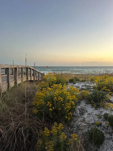 Henderson Sahil Parkı Günbatımı Walkover Köprüsü ve Kum güz çiçekleri çiçek açıyor 