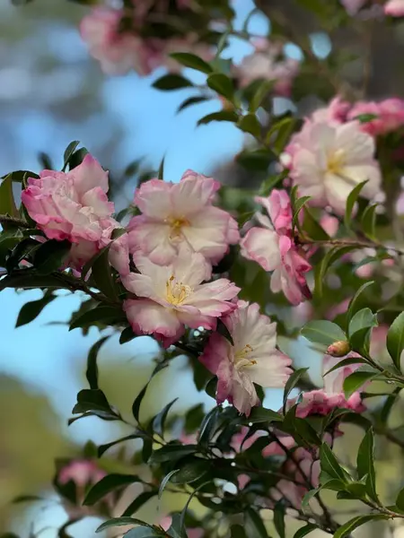 Pembe ve beyaz kamelya bitkisi bokeh arkaplanlı çiçek açmış. 