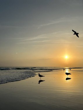 Altın güneş Meksika Körfezi 'nde batıyor. Zümrüt Sahili Florida. Kuş siluetiyle. 