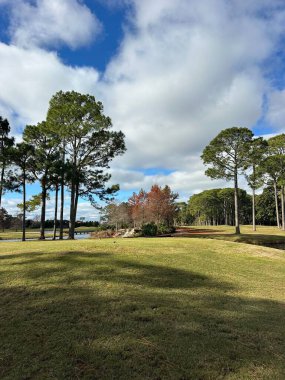 Çam ağaçları ve selvi ağaçlarıyla manzara