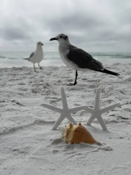 Deniz yıldızının seçici odağı ve arka planda bulanık martılar olan kumsaldaki deniz kabuğu. 