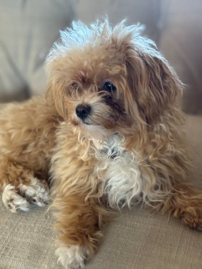 Tan renkli Maltipoo köpek yavrusu bej koltukta.