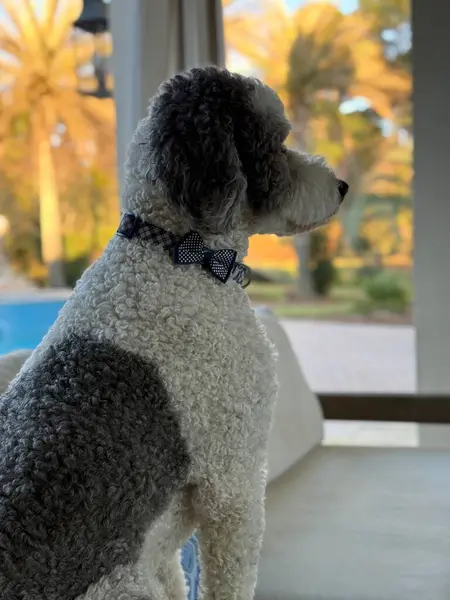 Açık veranda mobilyalarının üzerinde siyah beyaz Sheepadoodle ayarları 