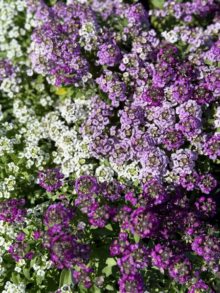 Mor ve beyaz alyssum çiçeklerinin tam arkaplanı çiçek açıyor 
