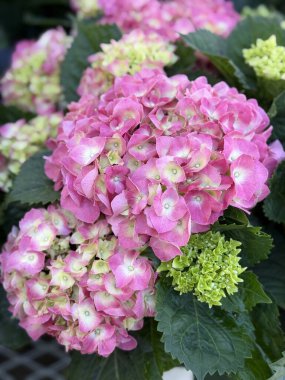 pembe ortanca tam Bloom 