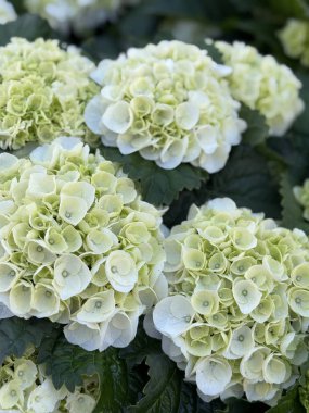 Beyaz ortanca bitkiler tam Bloom 