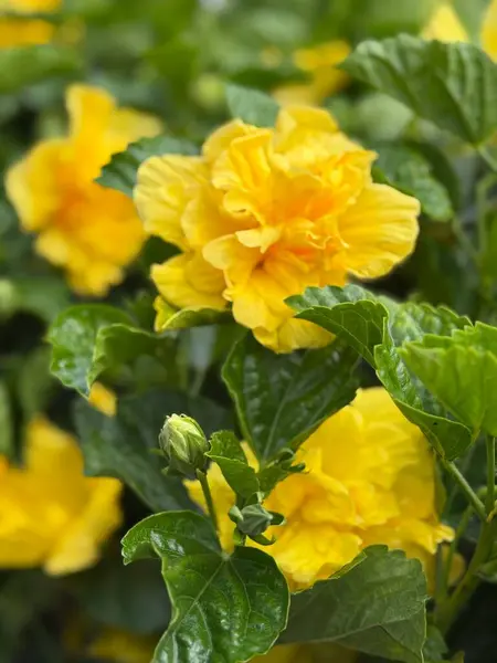 Sarı amber bitkileri bir bahçe alanında çiçek açıyor.