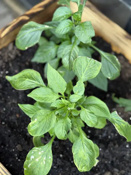 Bahçe kutusunda yetişen çan biberi bitkileri.