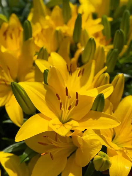 Sarı zambaklar bahçede çiçek açıyor.