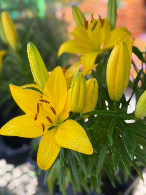 Bahçede açan sarı zambaklar